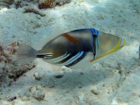 Мальдивы - Рыбка  :-)