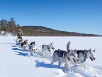 Финляндия - Собачья упряжка