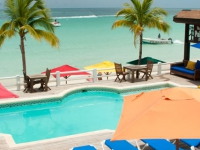 Negril Palm -  