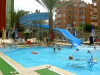 Platan Alpina - 