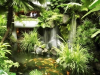 Shangri-La Singapore - Garden Wing Koi Pond