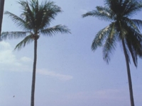 Meritus Pelangi Beach Resort - Пляж