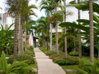 Negril Palm -  