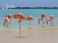 Renaissance Aruba Resort   Casino, A Marriott... -     