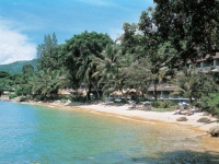 Andaman Cannacia - 