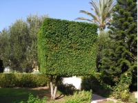 Mahdia Palace - ���