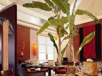 Banyan Tree -  