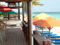 Negril Palm - 