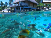 Hotel Bora Bora - 