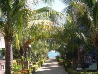 Palmira -  